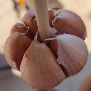 种蒜，河北大名优质蒜种，紫皮红瓣蒜种，诚信经营，质量至上