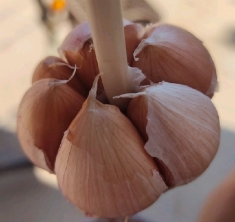 种蒜，河北大名优质蒜种，紫皮红瓣蒜种，诚信经营，质量至上