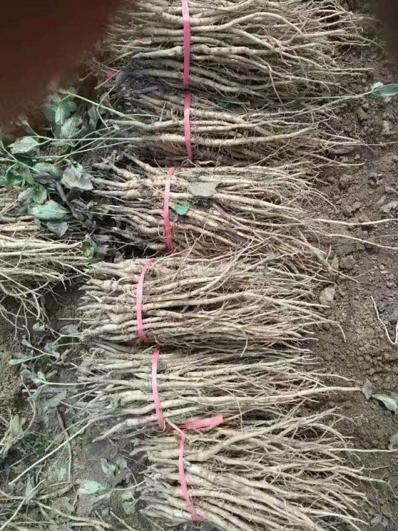 安徽亳州牡丹苗油用牡丹苗可观赏牡丹苗基地直供批发质量保证