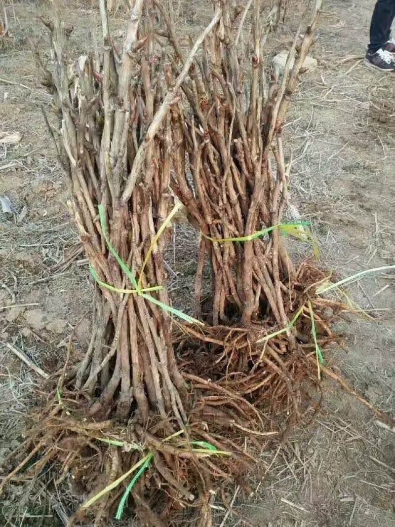 安徽亳州牡丹苗油用牡丹苗可观赏牡丹苗基地直供批发质量保证