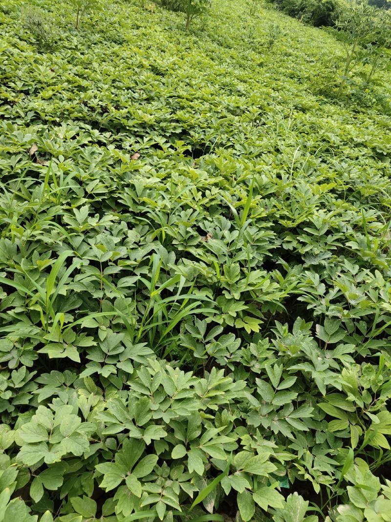 安徽亳州牡丹苗油用牡丹苗可观赏牡丹苗基地直供批发质量保证