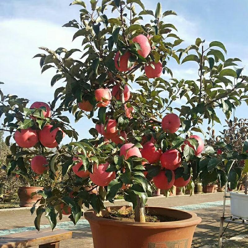 盆栽冬红果红肉苹果富士盆栽盆景包存活南北方皆可种植