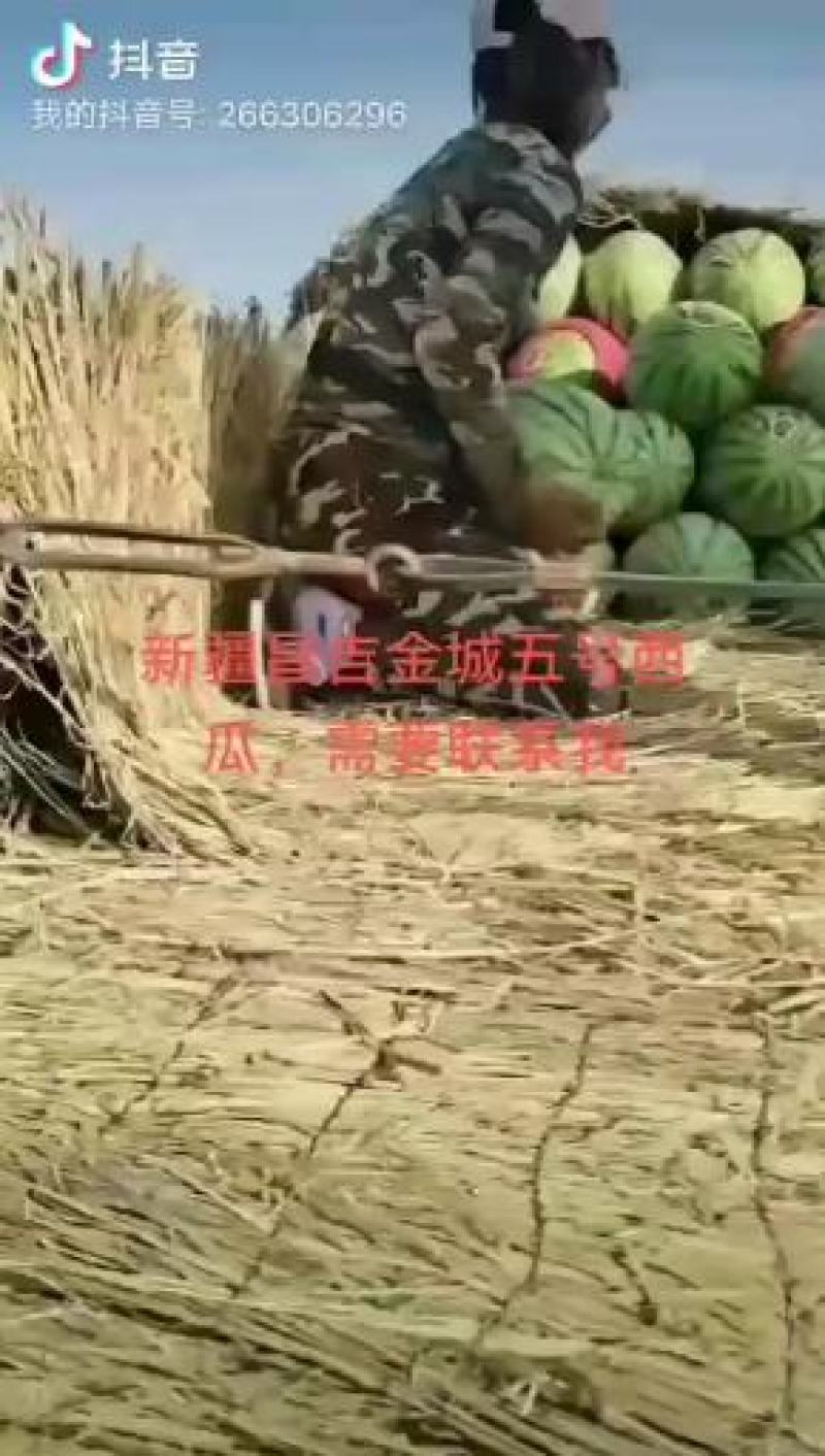 宁夏硒砂瓜！现在大量上市！！