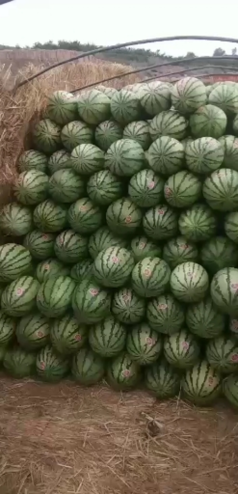 宁夏硒砂瓜！现在大量上市！！