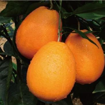 纽荷尔脐橙纯绿色无加蜜酸甜爽口化渣汁多果园发货上市中