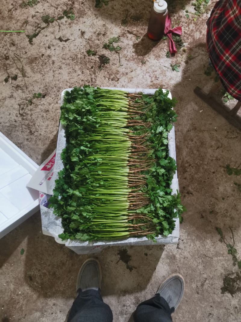 【精品】大叶香菜，优质蔬菜，泰安市蔬菜主产地，优质供应