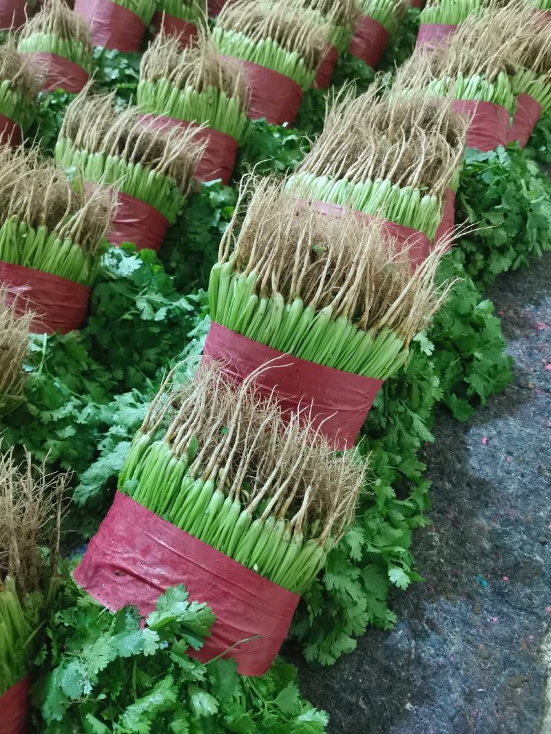 【精品】大叶香菜，优质蔬菜，泰安市蔬菜主产地，优质供应