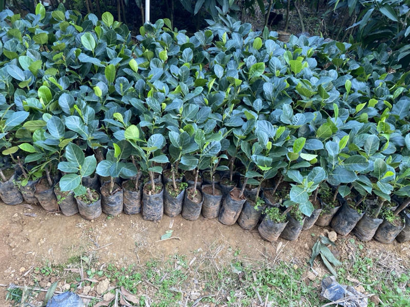 马来西亚一号。菠萝蜜苗基地直销原装杯苗发货