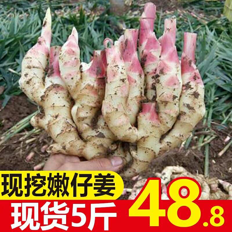 [聚便宜]5斤装嫩姜仔姜新鲜红芽子姜生姜包邮山东小黄姜醋