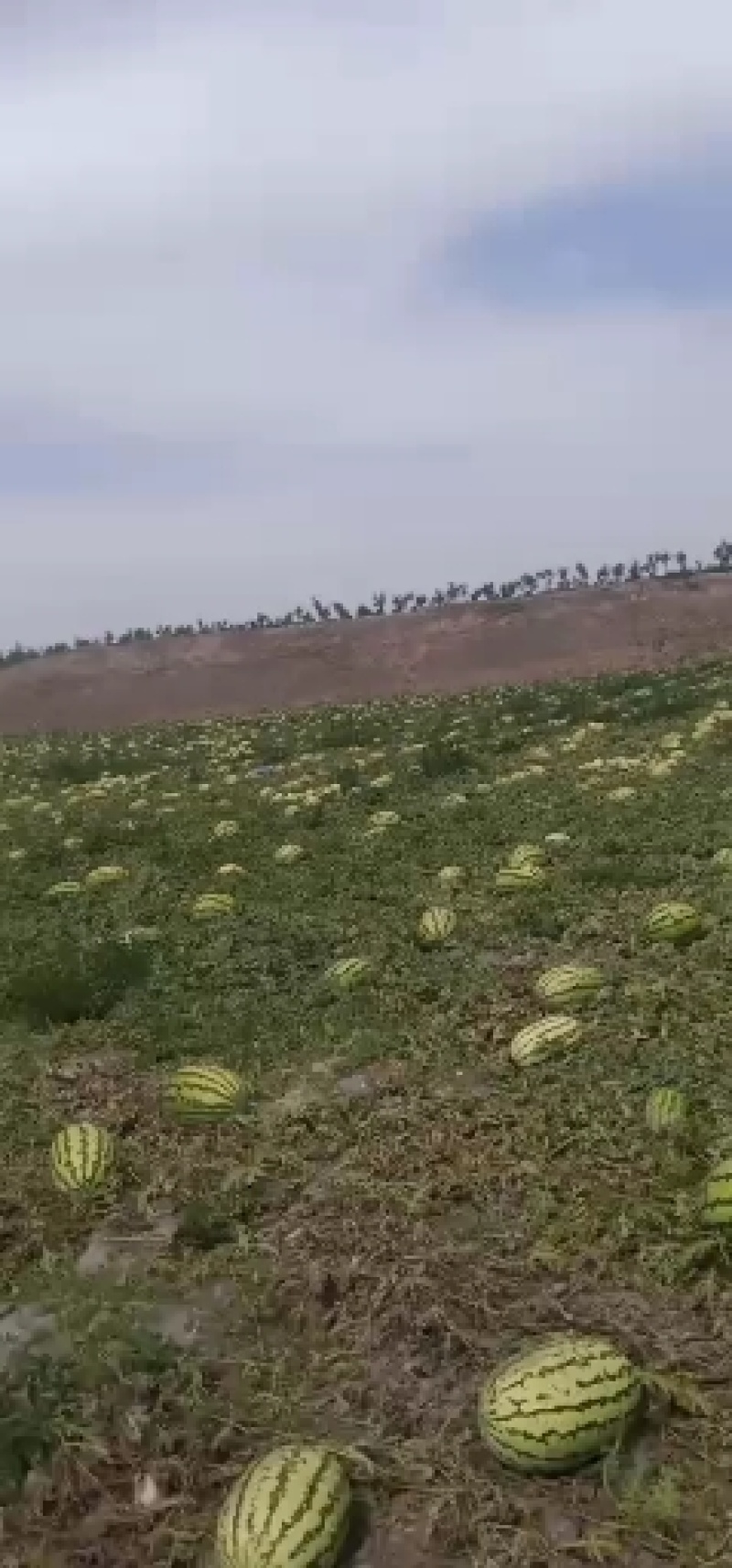 宁夏香山石头瓜。石头缝里蹦出来的硒砂瓜！