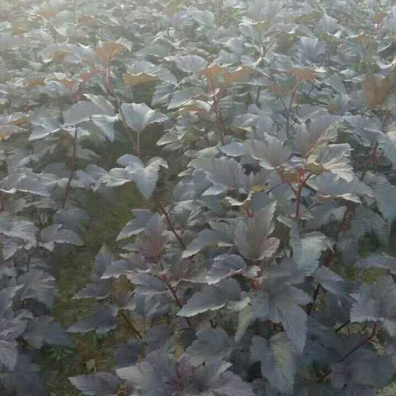 出售各规格紫叶风箱果