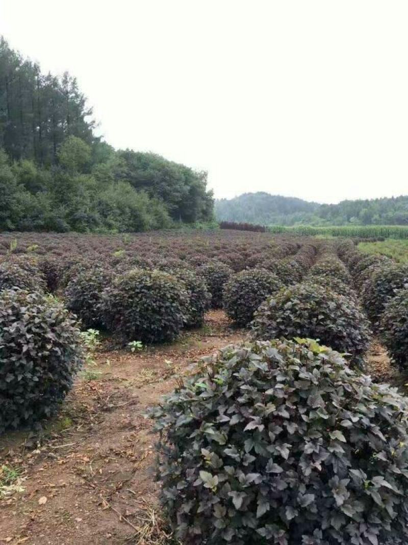 出售各规格紫叶风箱果