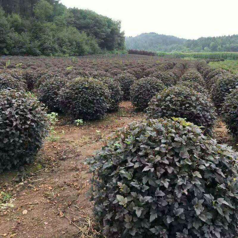 出售各规格紫叶风箱果