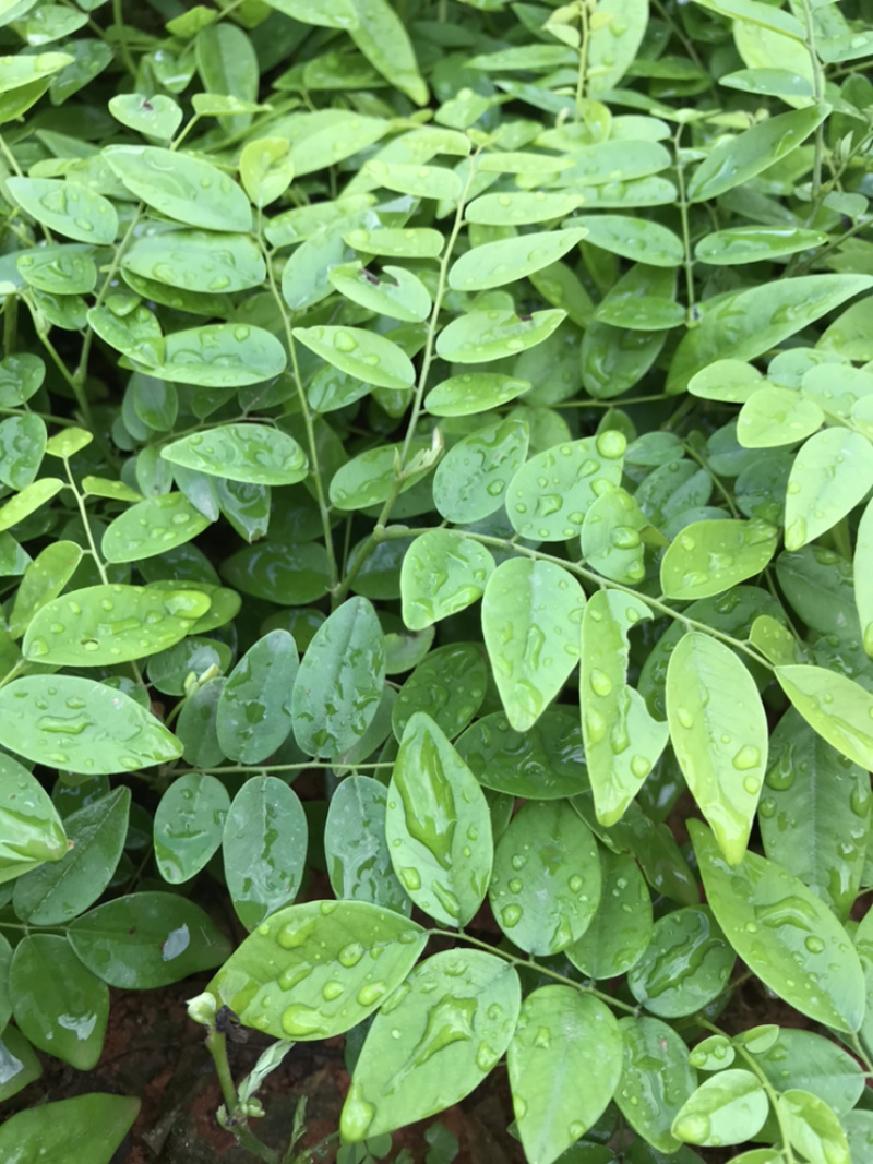 黄花梨苗降香黄檀苗名贵树种带土带叶广西发货