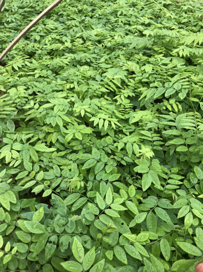 黄花梨苗降香黄檀苗名贵树种带土带叶广西发货