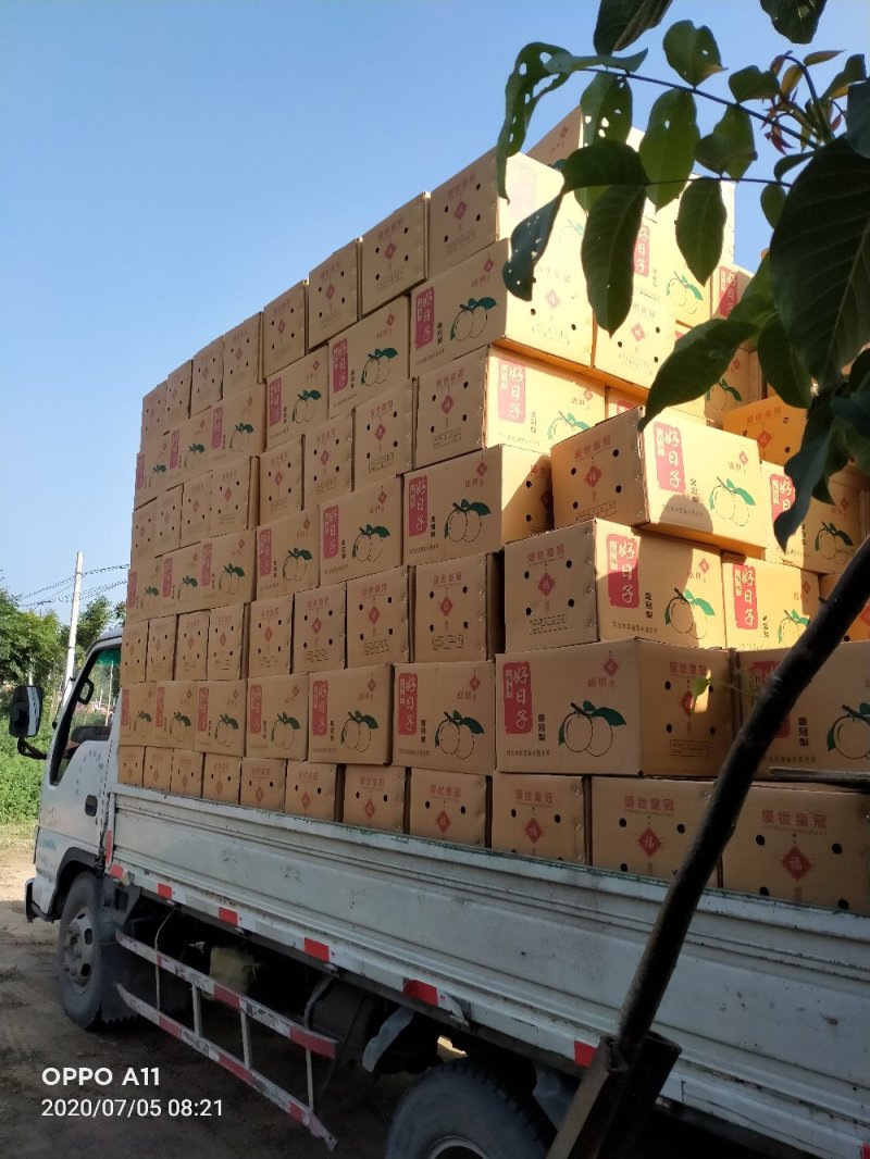 精品黄冠梨馆陶县众康果品站大量供应各种货