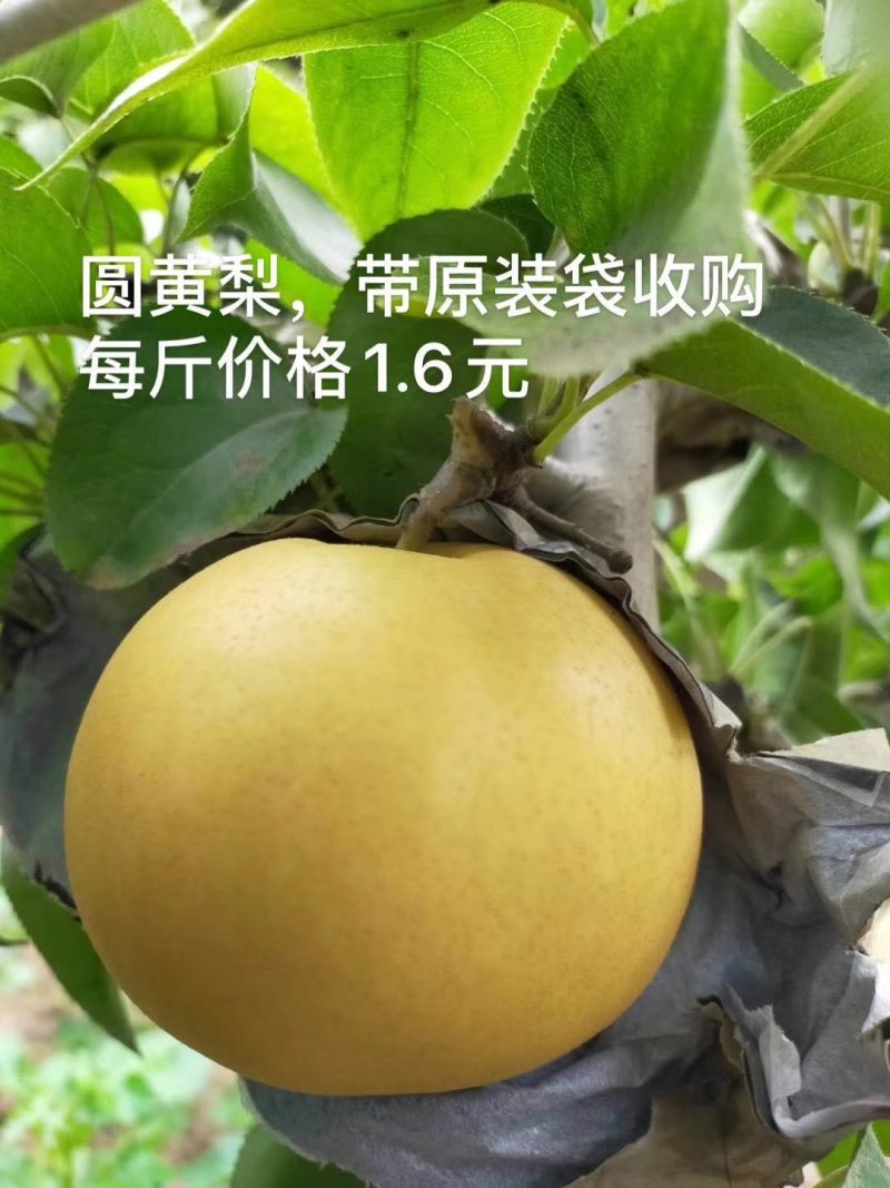 精品黄冠梨馆陶县众康果品站大量供应各种货