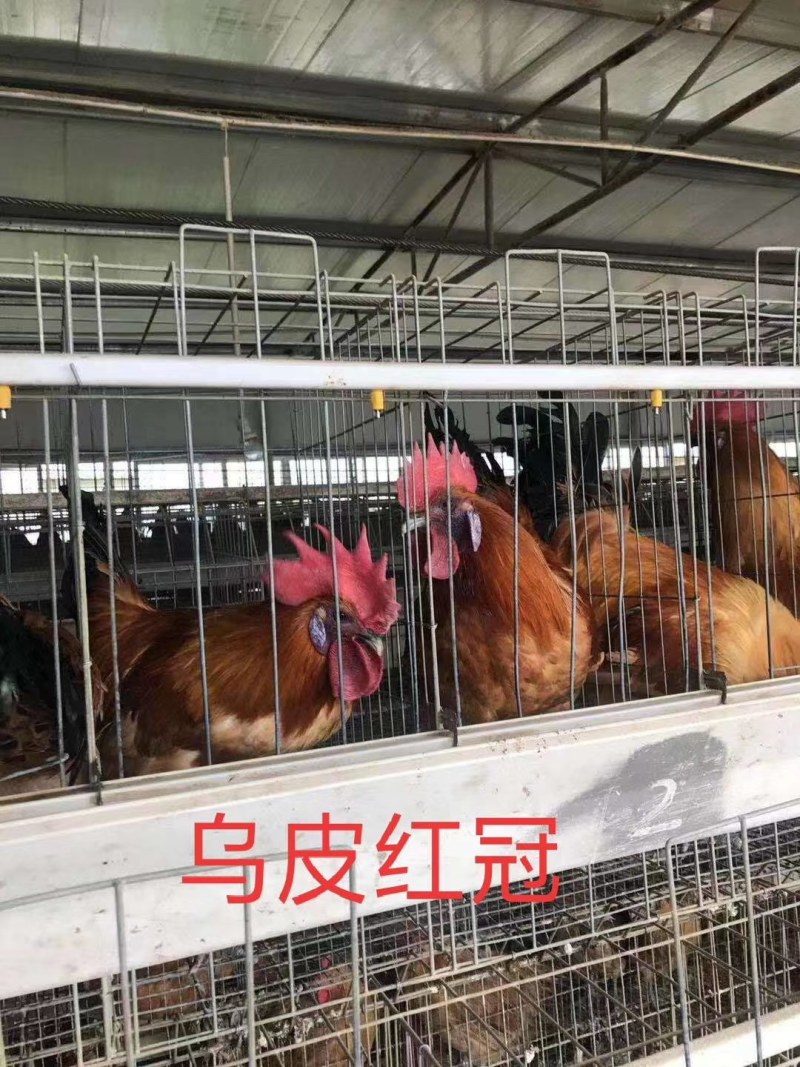 红冠乌皮鸡，脱温鸡苗漂亮，品质好，健康活泼养殖技术指导！
