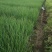 小葱大量上市，无干尖无白点，价格便宜，日供2万斤