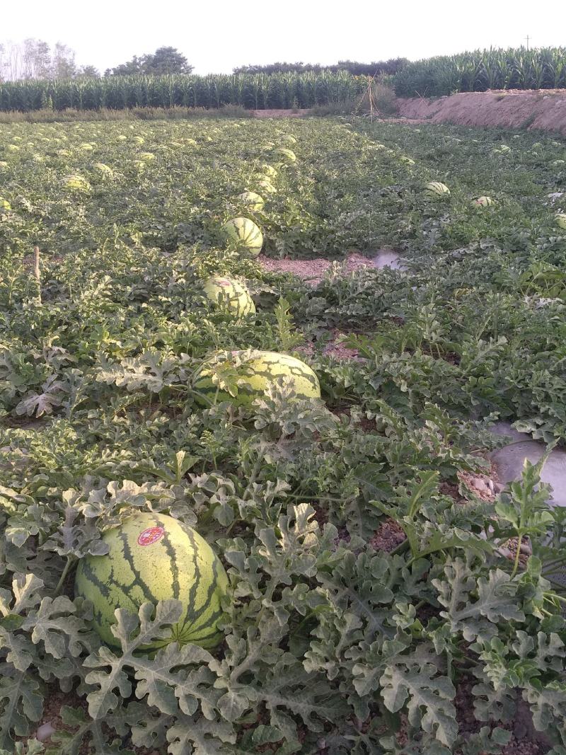 石头瓜(甘肃会宁旱砂田瓜)产地直供，可视频看货