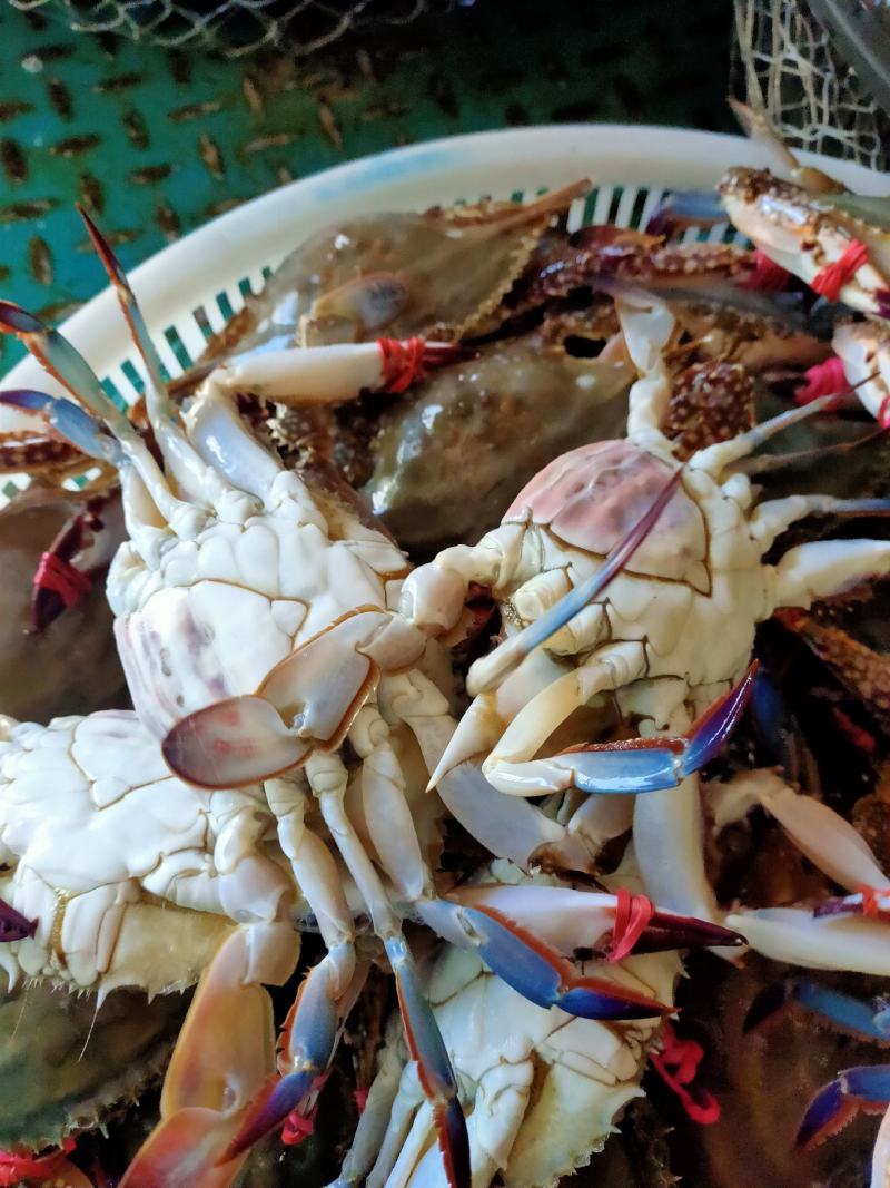 东港当地梭子蟹鲜活飞蟹滋滋肥大母蟹大公蟹视频看货