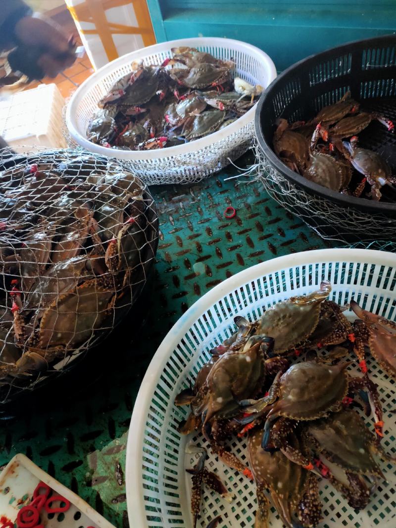 东港当地梭子蟹鲜活飞蟹滋滋肥大母蟹大公蟹视频看货