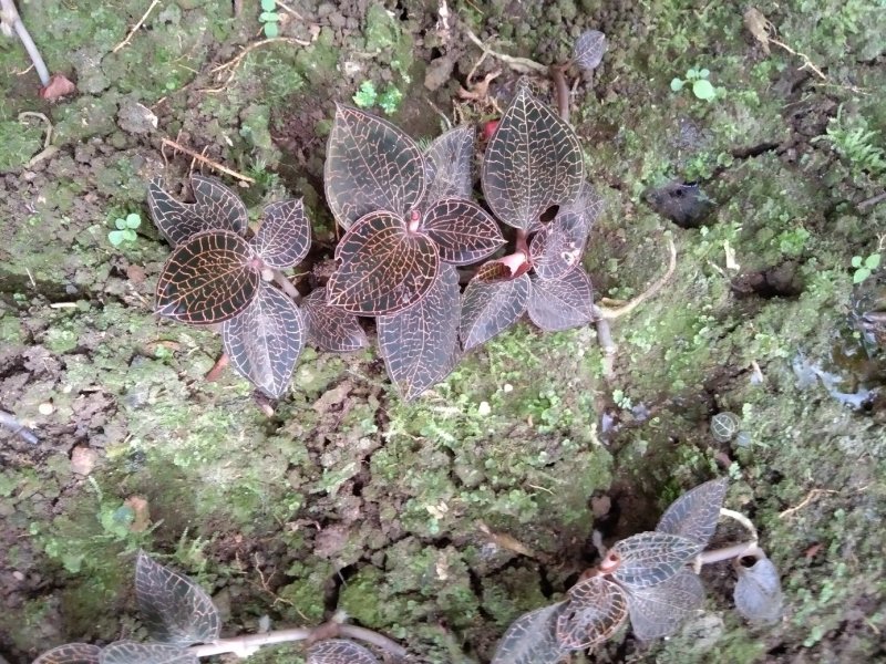金线莲本地山林种植有需要的可以联系
