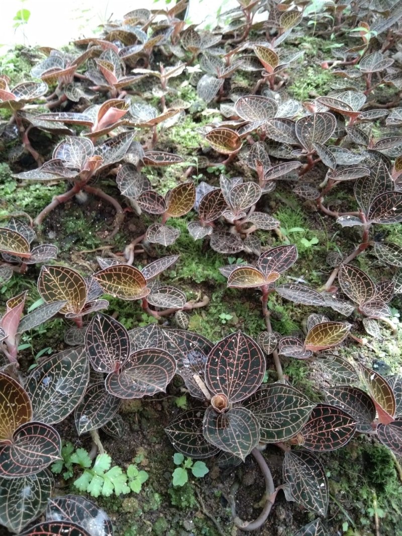 金线莲本地山林种植有需要的可以联系