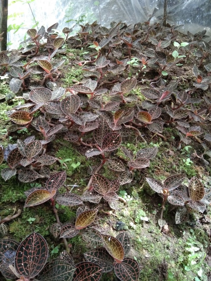 金线莲本地山林种植有需要的可以联系