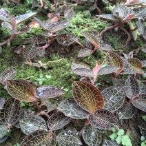 金线莲本地山林种植有需要的可以联系