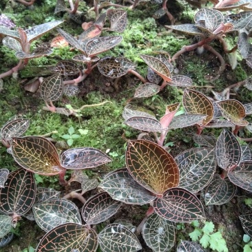 金线莲本地山林种植有需要的可以联系