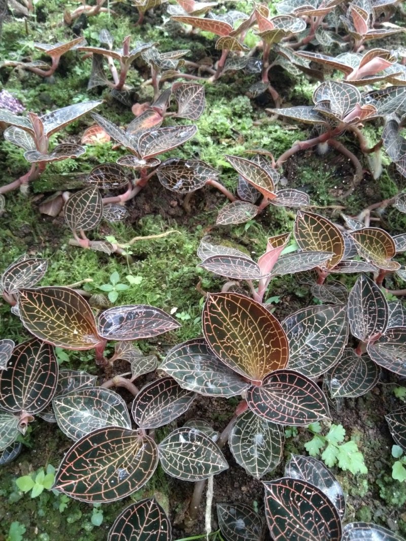 金线莲本地山林种植有需要的可以联系