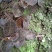 金线莲本地山林种植有需要的可以联系