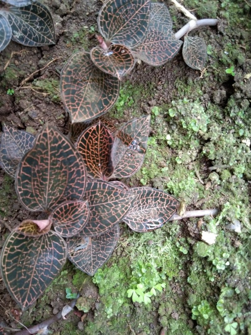 金线莲本地山林种植有需要的可以联系