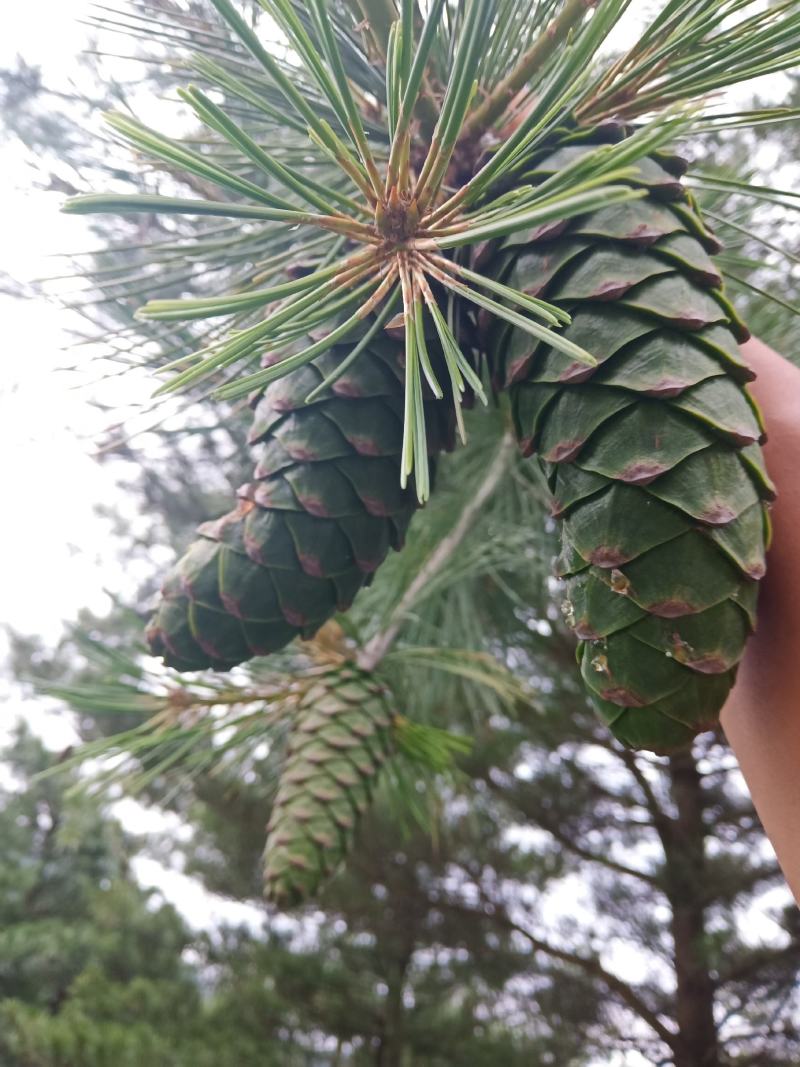 甘肃省陇南市武都区野生松子