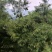 甘肃省陇南市武都区野生松子