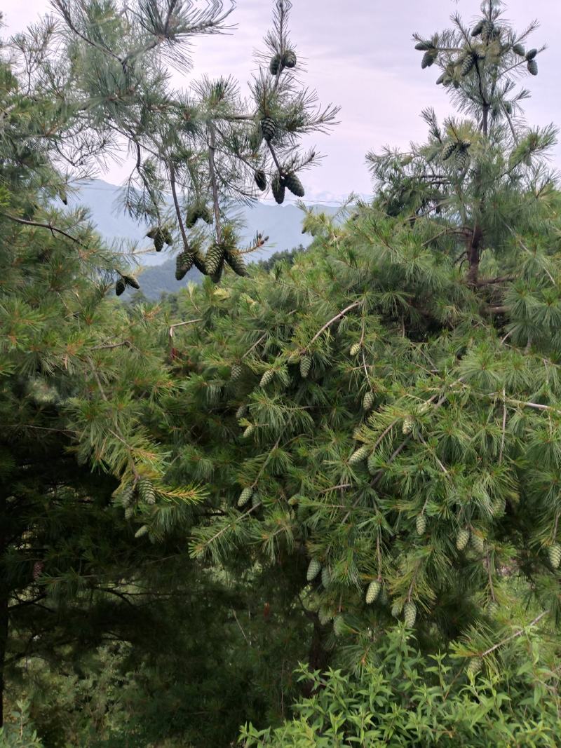 甘肃省陇南市武都区野生松子