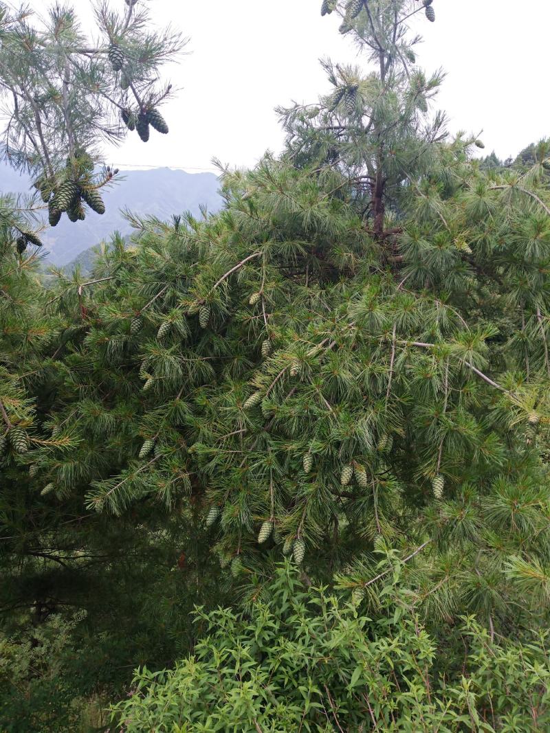 甘肃省陇南市武都区野生松子