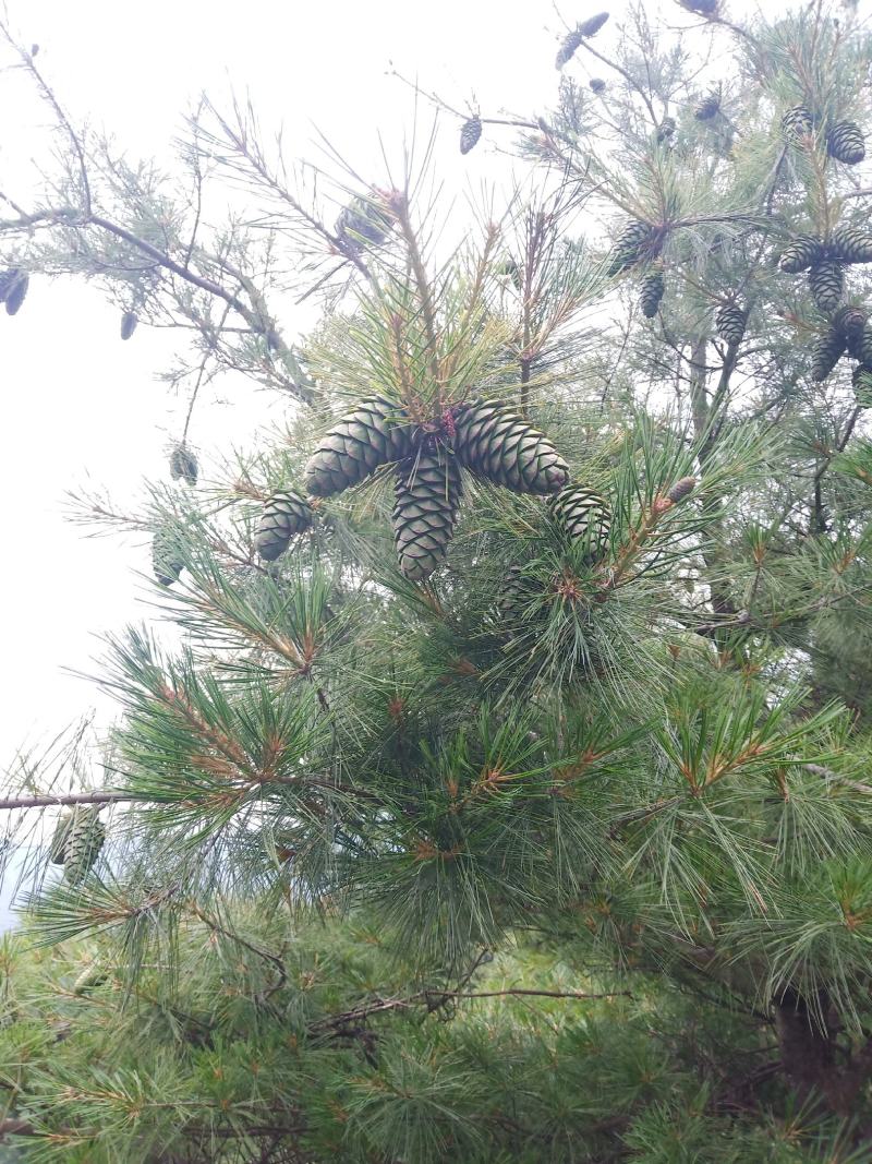 甘肃省陇南市武都区野生松子