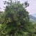 甘肃省陇南市武都区野生松子