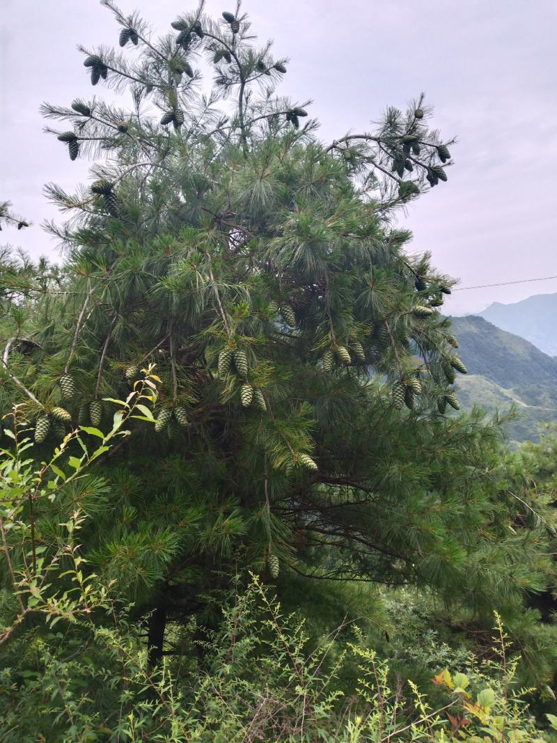 甘肃省陇南市武都区野生松子