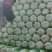 精品大白菜玲珑黄大量上市中，欢迎新老客户来电咨询