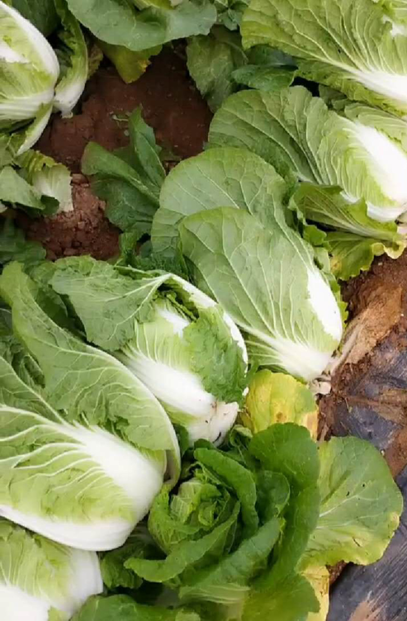 精品大白菜玲珑黄大量上市中，欢迎新老客户来电咨询