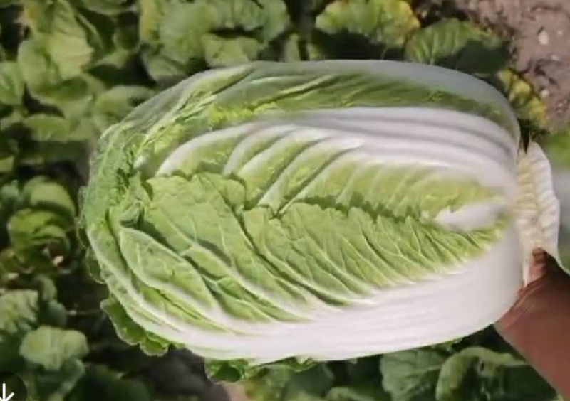 精品大白菜玲珑黄大量上市中，欢迎新老客户来电咨询