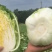精品大白菜玲珑黄大量上市中，欢迎新老客户来电咨询