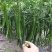 线辣椒，种植面积300亩，质量好，选摘货！