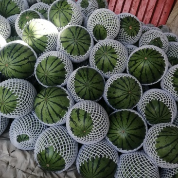 西瓜武威西瓜大棚吊瓜全年种植货量充足可供市场商超电商