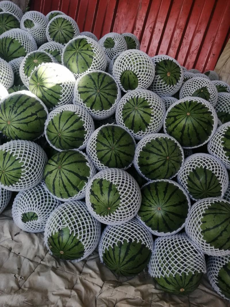 西瓜武威西瓜大棚吊瓜全年种植货量充足可供市场商超电商