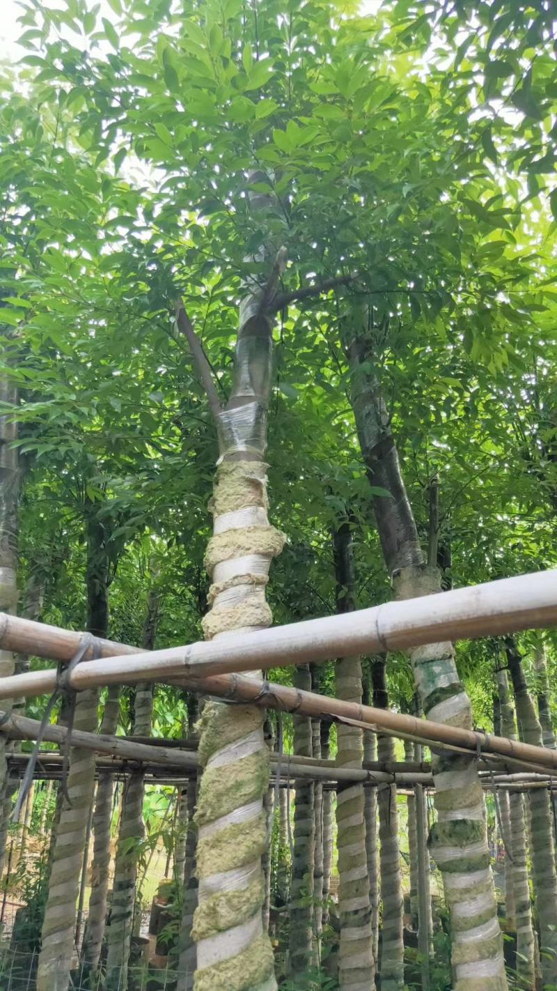 阴香天竺桂3至15分袋苗现货