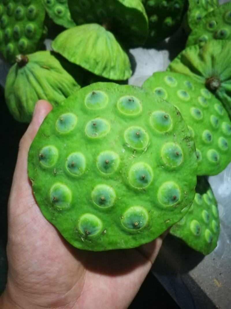一件代发冷链包邮莲子现剥嫩莲子生吃泡沫箱发货